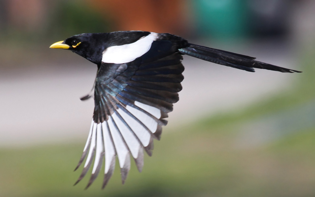 half of california s bird species threatened by climate half of california s bird species threatened by climate
