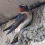 Cliff Swallow Capistrano