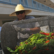Hatch Chile