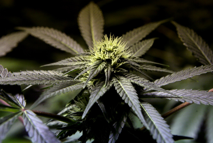 Pot/Marijuana Stock Photo