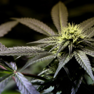 Pot/Marijuana Stock Photo