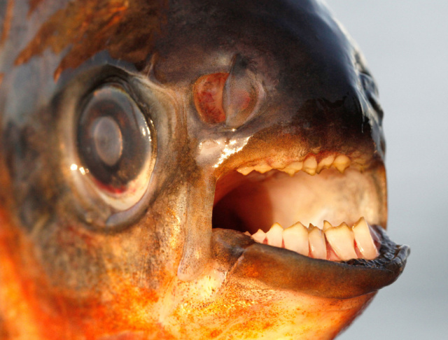 This pacu, a fish native to Brazil, was caught in the Øresund Sound, a body of water that separates Sweden and Denmark.