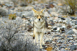A coyote in California's Death Valley National Park.