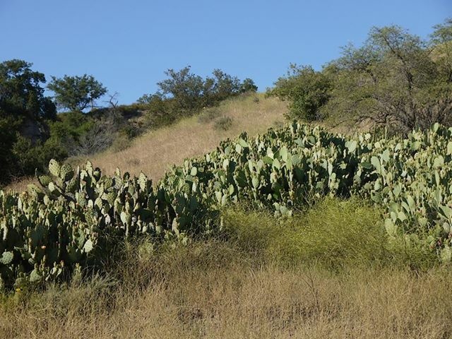 Cacti at Trabuco