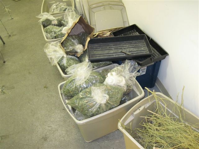 Pot taken during an Oct. 10, 2012 Long Beach police raid on medical marijuana dispensaries.