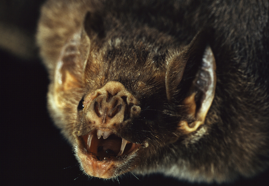 Video Blame it on the boys How to stop vampire bats from spreading