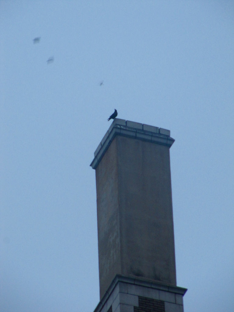 One vaux's swift is hard to come by: the cigar-shaped birds travel in swoops of thousands.