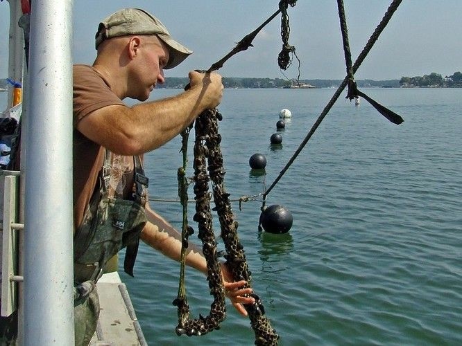 Oyster fisherman Bren Smith on his boat, The Mookie. Smith decided to try his hand at seaweed farming, collaborating with ecology professor Charles Yarish.