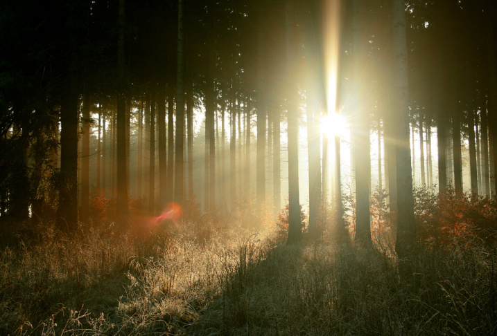 morning trees sunlight forest