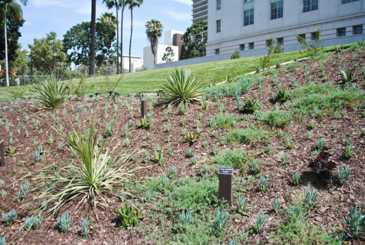 City Hall Lawn