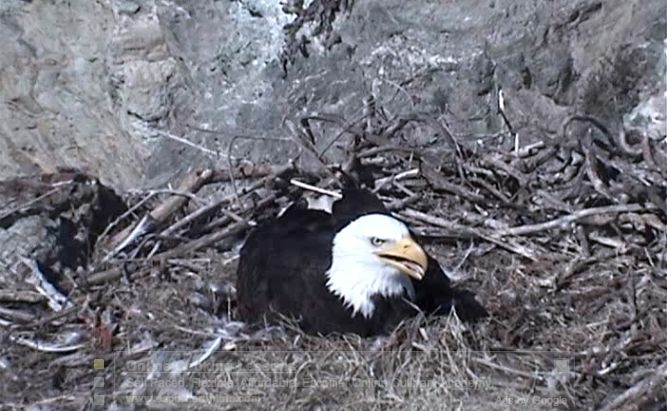 catalina bald eagle nest cam
