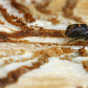 Bark beetle