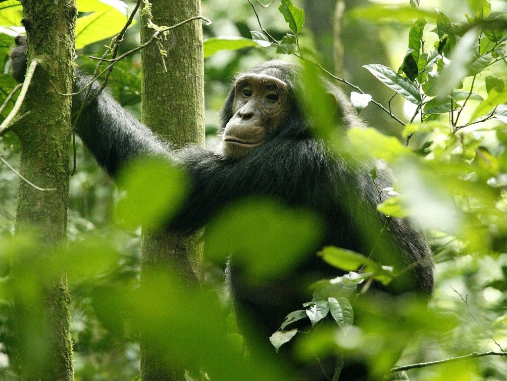 A chimpanzee hangs from a tree trunk in Kibale National Park in Uganda. A new study indicates that chimps prefer a specific tree for sleeping.