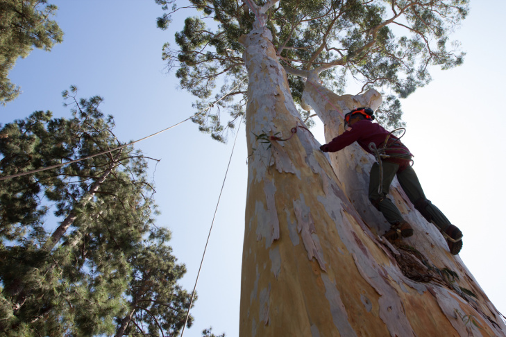 Eucalyptus Tree - 6