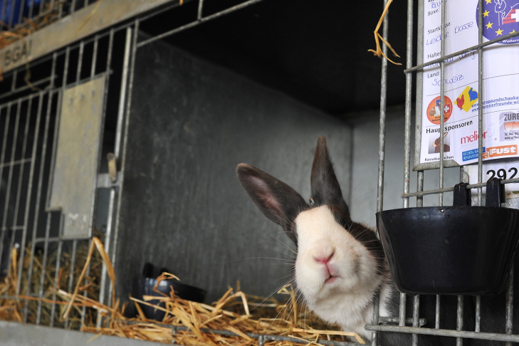 First European Rabbit Hopping Championships