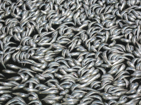 Redondo dead sardines