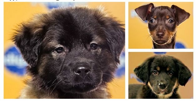 puppy bowl ix
