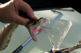 Ken Darnell milks snakes in his Gordon, Ala., lab. The amount of venom he retrieves varies by snake, starting with just a few drops.