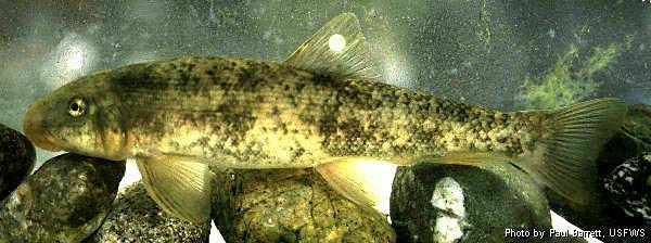SantaAnaSucker_PaulBarrett_USFWS_FPWC.jpg
