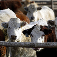 A group of cows wait for slaughter 29 De