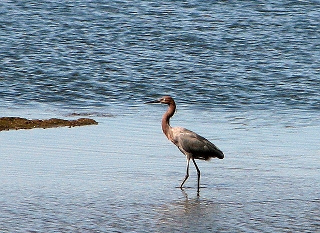 Reddish Egret