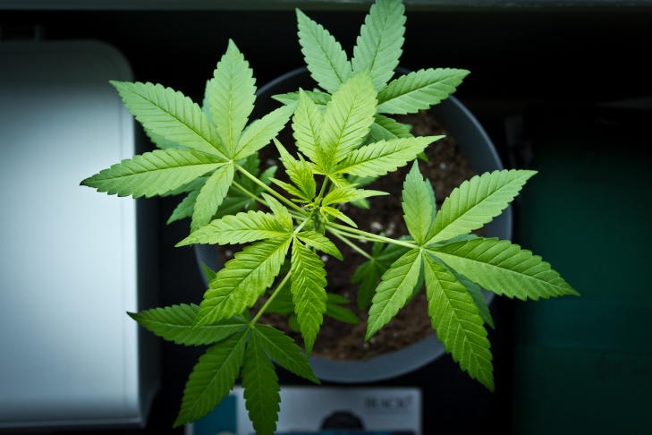 hemp plant marijuana weed