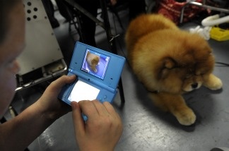 Maddox the Chow Chow backstage during the 135th Westminster Kennel Club Dog Show at Madison Square Garden in New York on Feb. 14, 2011.