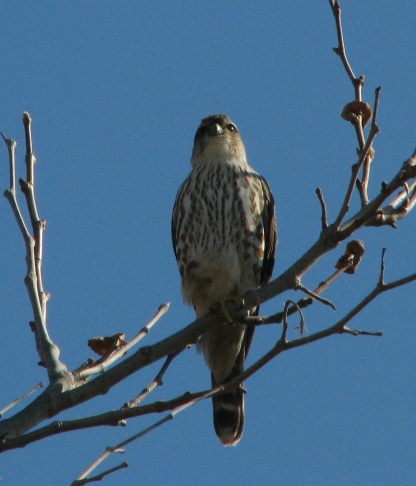 Merlin falcon