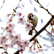 A sparrow perched on a cherry blossom