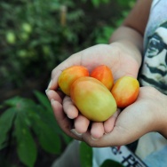 TO GO WITH: Lifestyle-Indonesia-environm