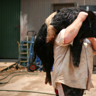 2011 Cooktown Hog Hunt