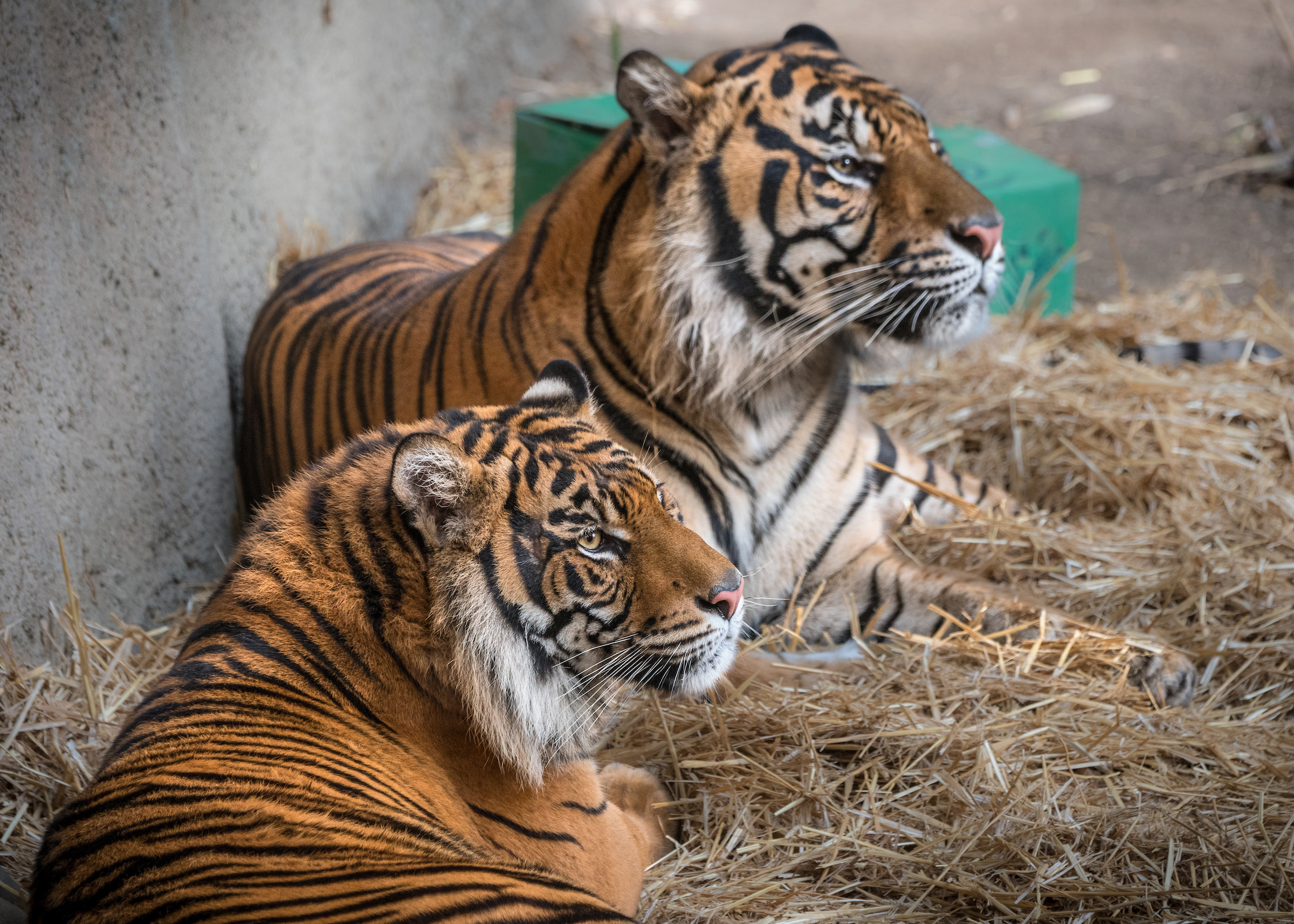 Tiger love: LA Zoo's C.J. gets paired with Indah, a 2-year-old