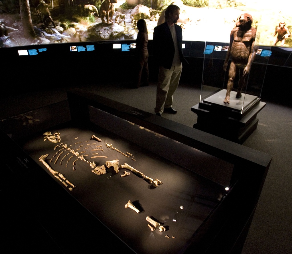 HOUSTON - AUGUST 28: The 3.2 million year old fossilized remains of