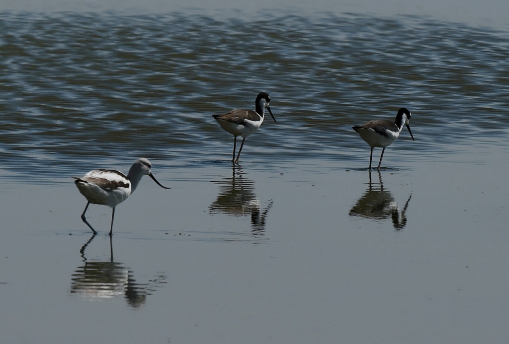 US-ENVIRONMENT-WATER-POLLUTION Birds are seen next to the North Shore Yacht Club at the Salton Sea, California on March 19, 2015.
