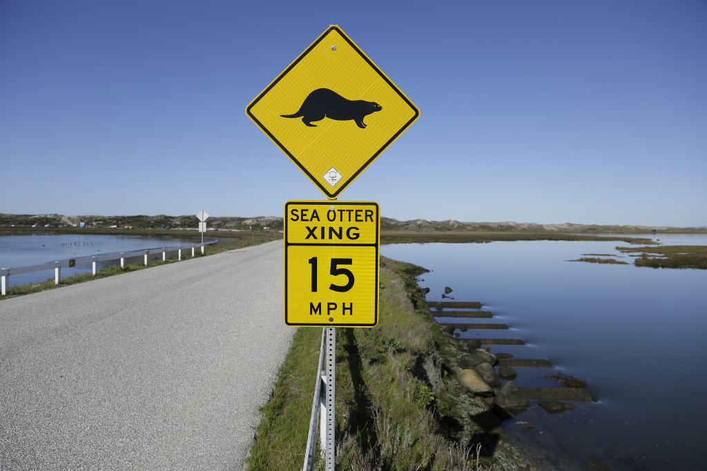 Sea Otters Comeback Challenge In this photo taken Monday, March 26, 2018, a sign warns motorists of sea otters at the Elkhorn Slough in Moss Landing, Calif.