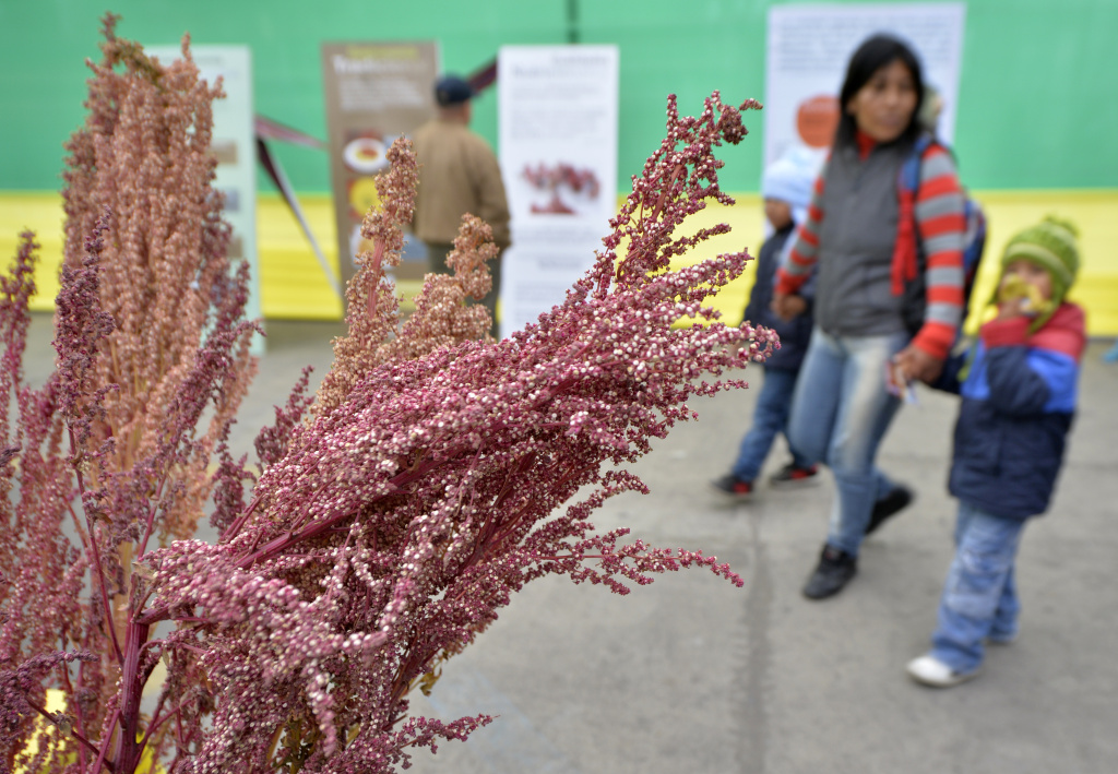 PERU-SOCIETY-PEASANT DAY An woman and her children visiting a producers market in Lima, Peru, on June 24, 2013, walk next to a display with variety of protein rich red quinoa, an Andean cereal-like seed. Each June 24 marks in Peru Peasant Day, a day where to pay tribute to men and women in the field.