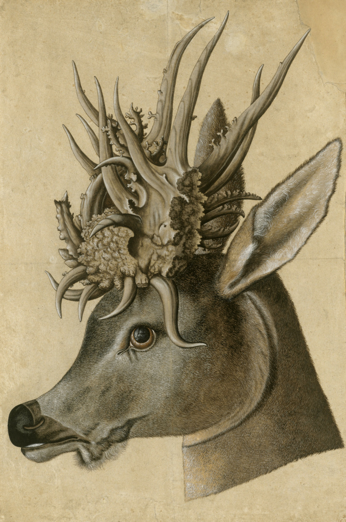 Jörg Ziegler, Head of a Stag with Monstrous Antlers Jörg Ziegler, Head of a Stag with Monstrous Antlers