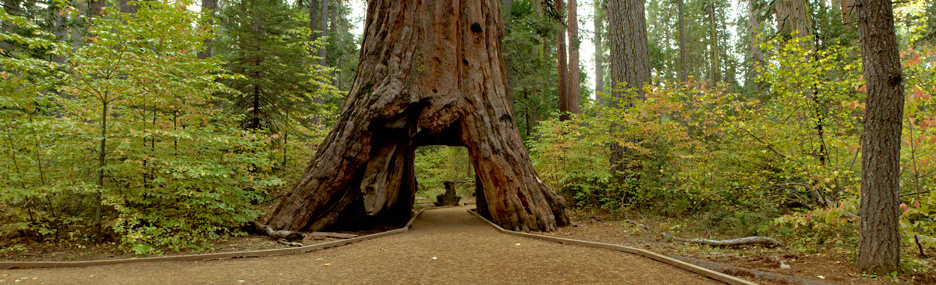 fallen tunnel tree The Pioneer Cabin sequoia in Northern California's Calaveras Big Trees State Park was carved into a tunnel in the late 19th century. It fell on Sunday, brought down by a massive storm.