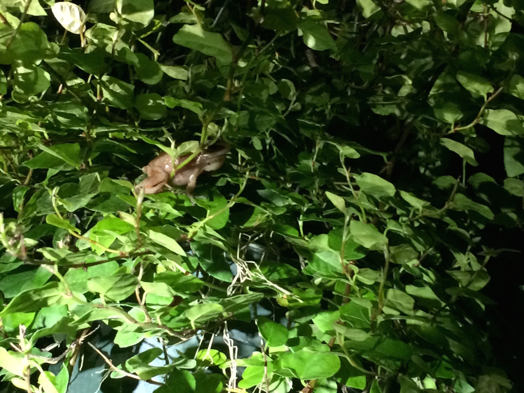 Coqui frogs A male coqui frog hides within a plant at a tropical nursery in Torrance.