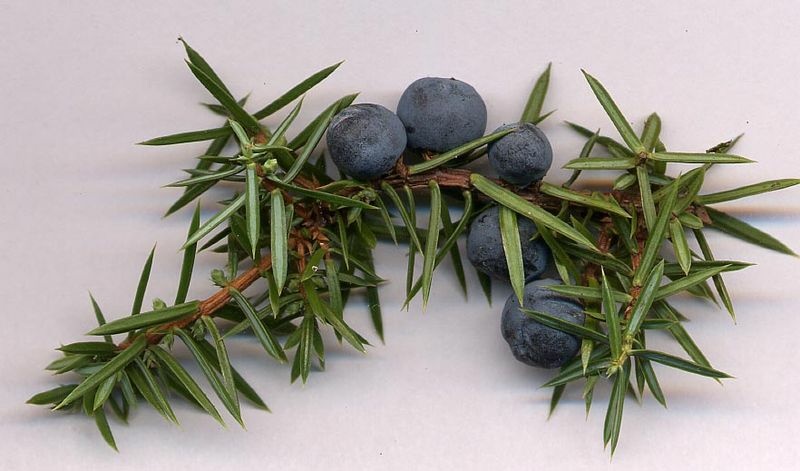 Juniper Berries Juniperus communis cones, from a wild plant in the South Tyne valley, Northumberland, UK.