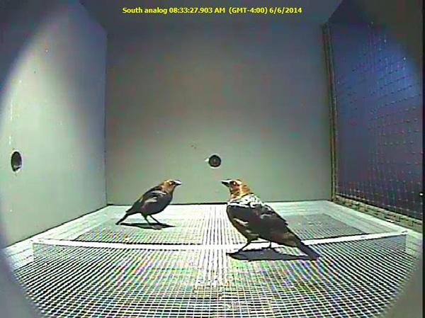 Captive brown-headed cowbirds in a simulation chamber. Soon the birds will watch and respond to a video of an approaching vehicle on the computer monitor to the right.