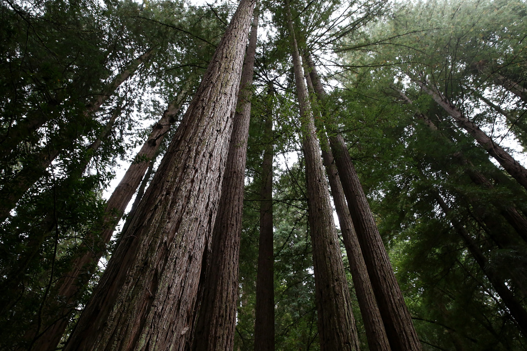 Sequoias And Coastal Redwoods Appear To Flourish Despite Climate Change Coastal Redwood trees stand at Muir Woods National Monument on August 20, 2013 in Mill Valley, California.