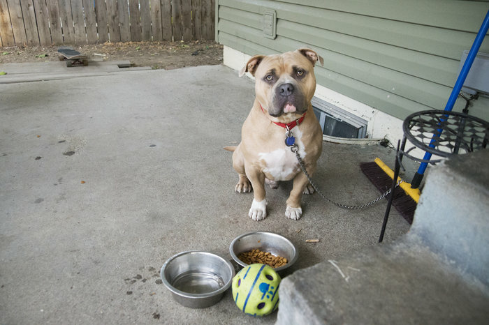 cala-d600-1958_custom-c2da531924f1ceba69e04010241c242ae344a590-s700-c85.jpg Royce, the family dog, sits on the back patio of the house where Manuel, V and their children live in the Pacific Northwest.