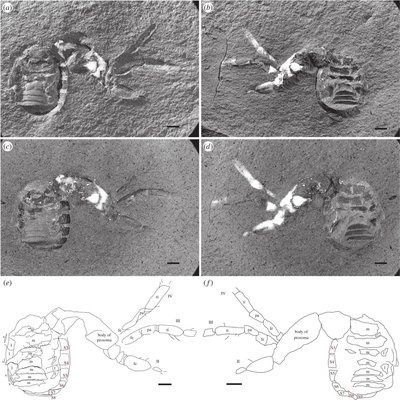 Spider fossil Idmonarachne brasieri, from the Late Carboniferous period and found in Montceau-les-Mines, France.
