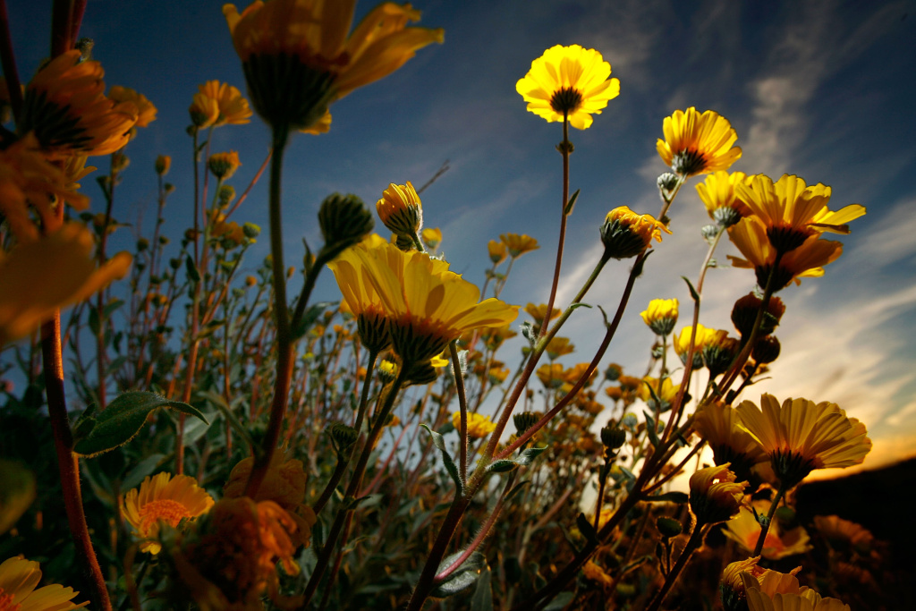Desert sunflowers begin the annual desert bloom at sunrise near Amboy Crater National Natural Landmark on February 29, 2008 near Amboy, California.