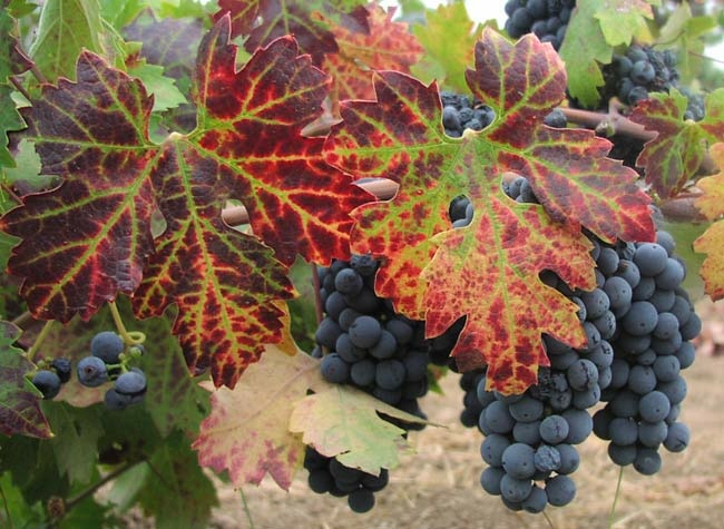 Grapes from the Old Ranch Vineyard in Sonoma County. Grapes from the Old Ranch Vineyard in Sonoma County.
