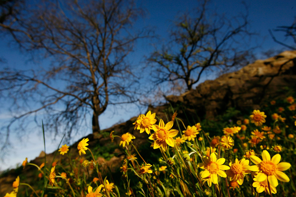 Wildflowers Start To Bloom In Area Ravaged By Wild Fires Last Year Wildflowers bloom among trees that burned in the 2007 Poomacha Fire on the Rincon Indian Reservation in northern San Diego County.