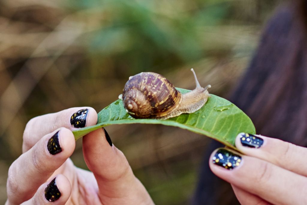 Snail study A submission in UNRC researcher Jann Vendetti’s SLIME project (Snails and slugs Living in Metropolitan Environments).