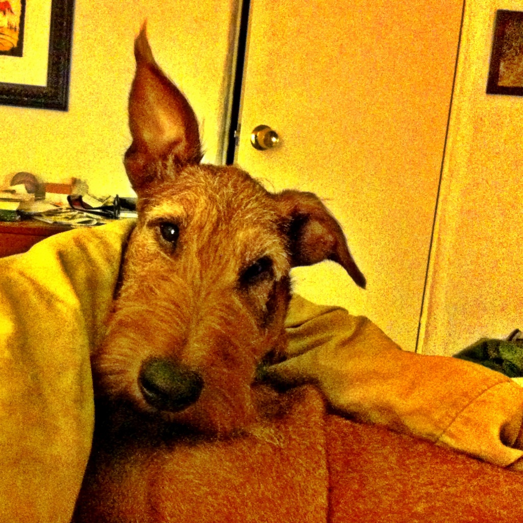 Eoghan the dog hears his master's voice Eoghan the dog hears his master's voice