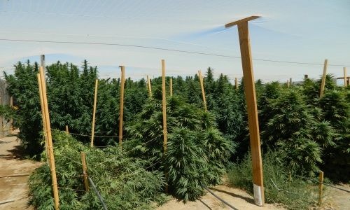 Pot farm Lake Los Angeles Resident Deputy uncovered a multi-million dollar pot farm in the early morning of Sept 12, 2012.